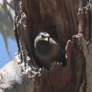 Acridotheres tristis at Hawker, ACT - 22 Sep 2021 01:31 PM