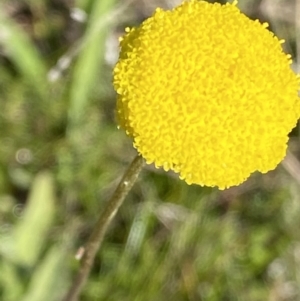 Craspedia variabilis at Theodore, ACT - 17 Sep 2021