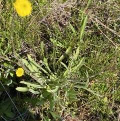 Craspedia variabilis at Theodore, ACT - 17 Sep 2021