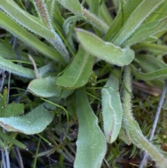 Craspedia variabilis at Theodore, ACT - 17 Sep 2021