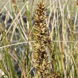 Carex appressa at Theodore, ACT - 17 Sep 2021