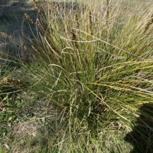 Carex appressa at Theodore, ACT - 17 Sep 2021 02:15 PM