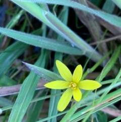 Hypoxis glabella (Tiny Stars, Star Grass) at Murrumbateman, NSW - 22 Sep 2021 by SimoneC