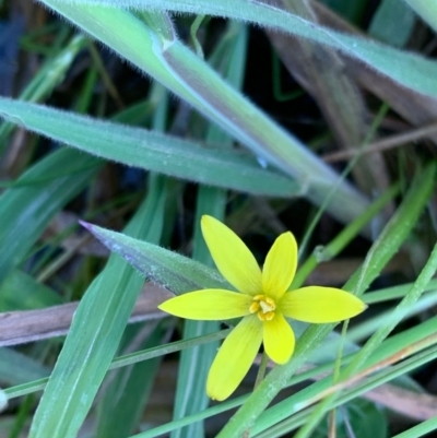 Hypoxis glabella (Tiny Stars, Star Grass) at Murrumbateman, NSW - 22 Sep 2021 by SimoneC