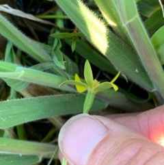 Pauridia glabella at Murrumbateman, NSW - 22 Sep 2021