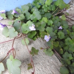 Cymbalaria muralis subsp. muralis (Ivy-leaved Toadflax) at Carwoola, NSW - 5 Sep 2021 by Liam.m