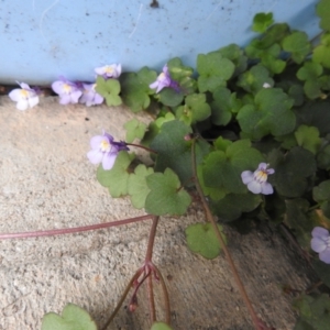 Cymbalaria muralis subsp. muralis at Carwoola, NSW - suppressed