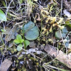 Corysanthes sp. (A Helmet Orchid) at Greenleigh, NSW - 22 Sep 2021 by Liam.m