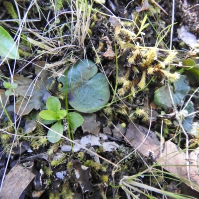 Corysanthes sp. (A Helmet Orchid) by Liam.m