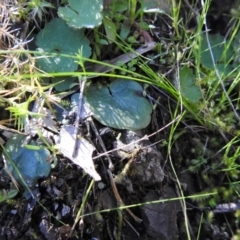 Corysanthes sp. at suppressed - suppressed