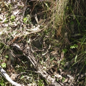 Corysanthes sp. at suppressed - 22 Sep 2021