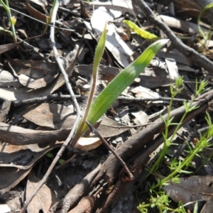 Caladenia sp. at Greenleigh, NSW - 22 Sep 2021