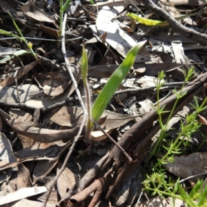 Caladenia sp. at Greenleigh, NSW - suppressed