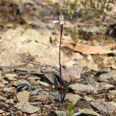 Caladenia fuscata (Dusky Fingers) at Greenleigh, NSW - 22 Sep 2021 by Liam.m