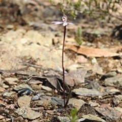 Caladenia fuscata (Dusky fingers) at Greenleigh, NSW - 22 Sep 2021 by Liam.m