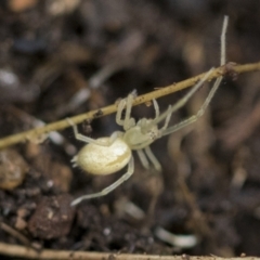 Cheiracanthium sp. (genus) at Higgins, ACT - 12 Sep 2021