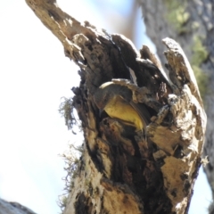 Acanthiza reguloides (Buff-rumped Thornbill) at Cuumbeun Nature Reserve - 22 Sep 2021 by Liam.m