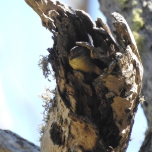 Acanthiza reguloides at Carwoola, NSW - 22 Sep 2021