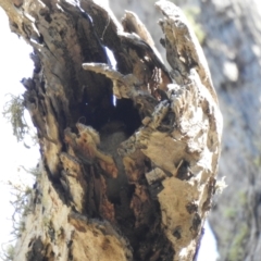 Acanthiza reguloides at Carwoola, NSW - 22 Sep 2021