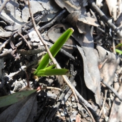 Diuris sp. (A Donkey Orchid) at Cuumbeun Nature Reserve - 22 Sep 2021 by Liam.m