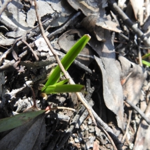 Diuris sp. at Carwoola, NSW - 22 Sep 2021