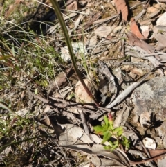 Thelymitra (Genus) (Sun Orchid) at Carwoola, NSW - 22 Sep 2021 by Liam.m