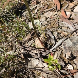 Thelymitra sp. at Carwoola, NSW - suppressed