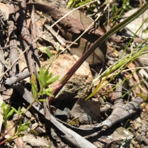 Thelymitra sp. at Carwoola, NSW - suppressed