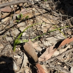 Unverified Plant by Liam.m