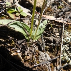 Glossodia major (Wax Lip Orchid) at Carwoola, NSW - 22 Sep 2021 by Liam.m