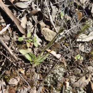 Glossodia major at Carwoola, NSW - 22 Sep 2021