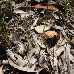 Glossodia major at Carwoola, NSW - 22 Sep 2021