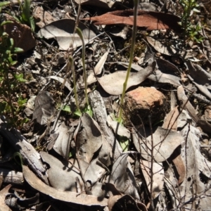 Glossodia major at Carwoola, NSW - 22 Sep 2021