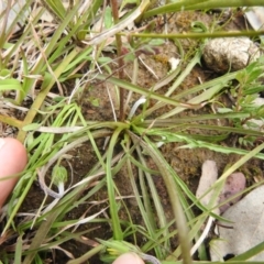 Microseris walteri (Yam Daisy, Murnong) at Carwoola, NSW - 20 Sep 2021 by Liam.m