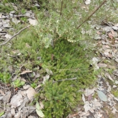 Acrotriche serrulata (Ground-berry) at Carwoola, NSW - 20 Sep 2021 by Liam.m