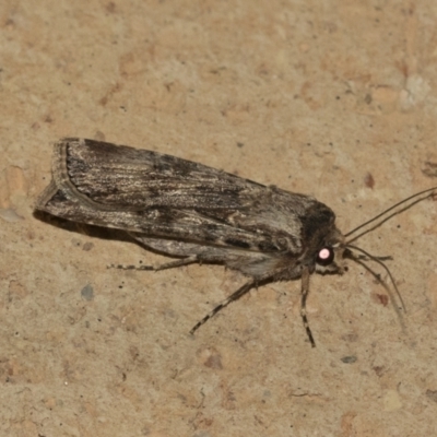 Agrotis munda (Brown Cutworm) at Higgins, ACT - 11 Sep 2021 by AlisonMilton