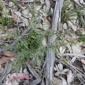Hibbertia obtusifolia at Carwoola, NSW - 20 Sep 2021