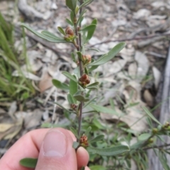 Hibbertia obtusifolia at Carwoola, NSW - 20 Sep 2021