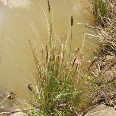 Carex appressa (Tall Sedge) at Carwoola, NSW - 20 Sep 2021 by Liam.m