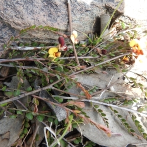 Bossiaea buxifolia at Carwoola, NSW - 20 Sep 2021