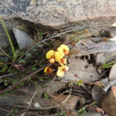 Bossiaea buxifolia at Carwoola, NSW - 20 Sep 2021