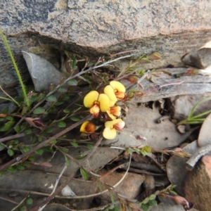 Bossiaea buxifolia at Carwoola, NSW - 20 Sep 2021