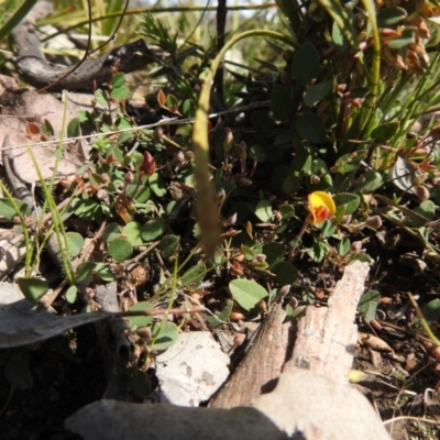 Bossiaea prostrata (Creeping Bossiaea) at Carwoola, NSW - 20 Sep 2021 by Liam.m