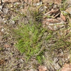 Vittadinia muelleri (Narrow-leafed New Holland Daisy) at Carwoola, NSW - 20 Sep 2021 by Liam.m