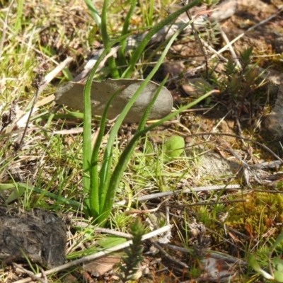 Bulbine sp. at Carwoola, NSW - 20 Sep 2021 by Liam.m