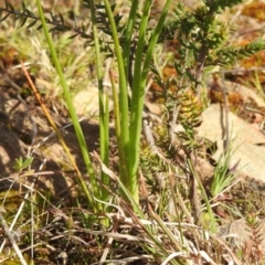 Bulbine sp. at Carwoola, NSW - 20 Sep 2021