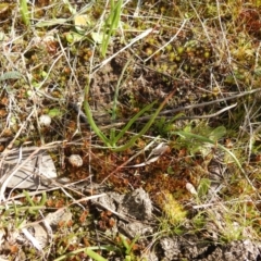 Bulbine sp. at Carwoola, NSW - 20 Sep 2021