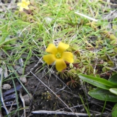 Oxalis sp. (Wood Sorrel) at Carwoola, NSW - 20 Sep 2021 by Liam.m