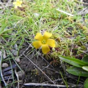 Oxalis sp. at Carwoola, NSW - 20 Sep 2021