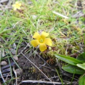 Oxalis sp. at Carwoola, NSW - suppressed